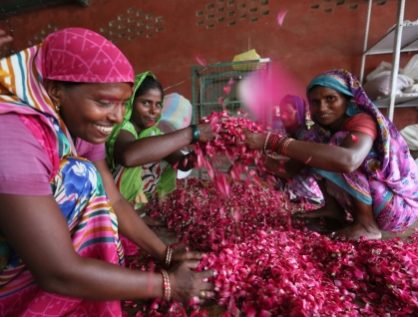 Rose petals in india