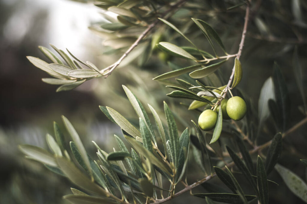Olive growing on a tree, salty in the 6 tastes of Ayurveda.