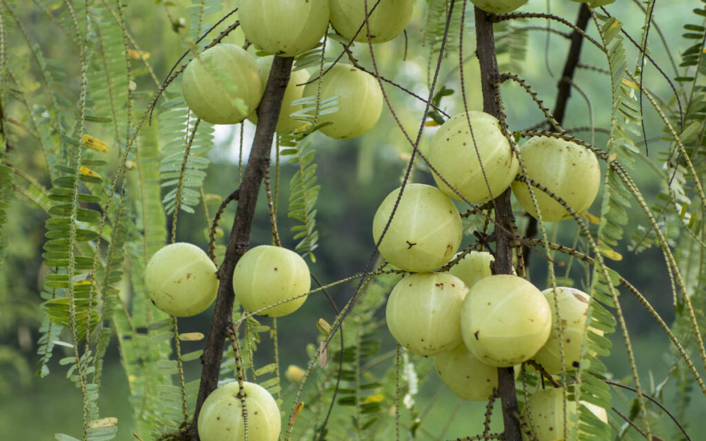 Amla fruit growing wildly in the forest, sour in the 6 tastes of Ayurveda.