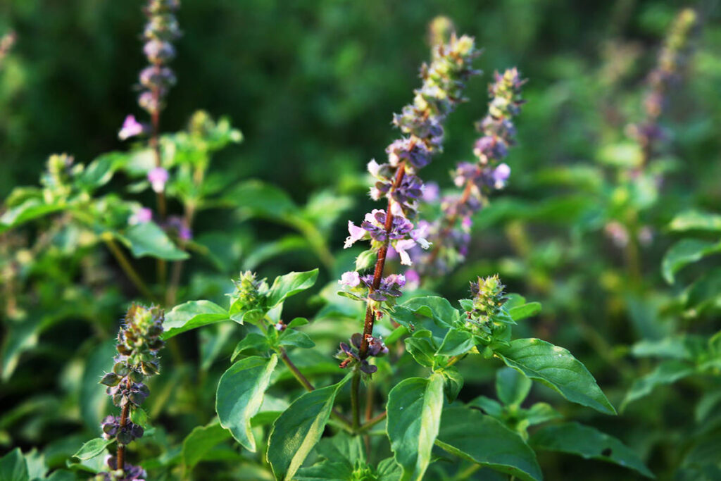 Tulsi thriving in a regenerative farm, sweet in the 6 tastes of Ayurveda 