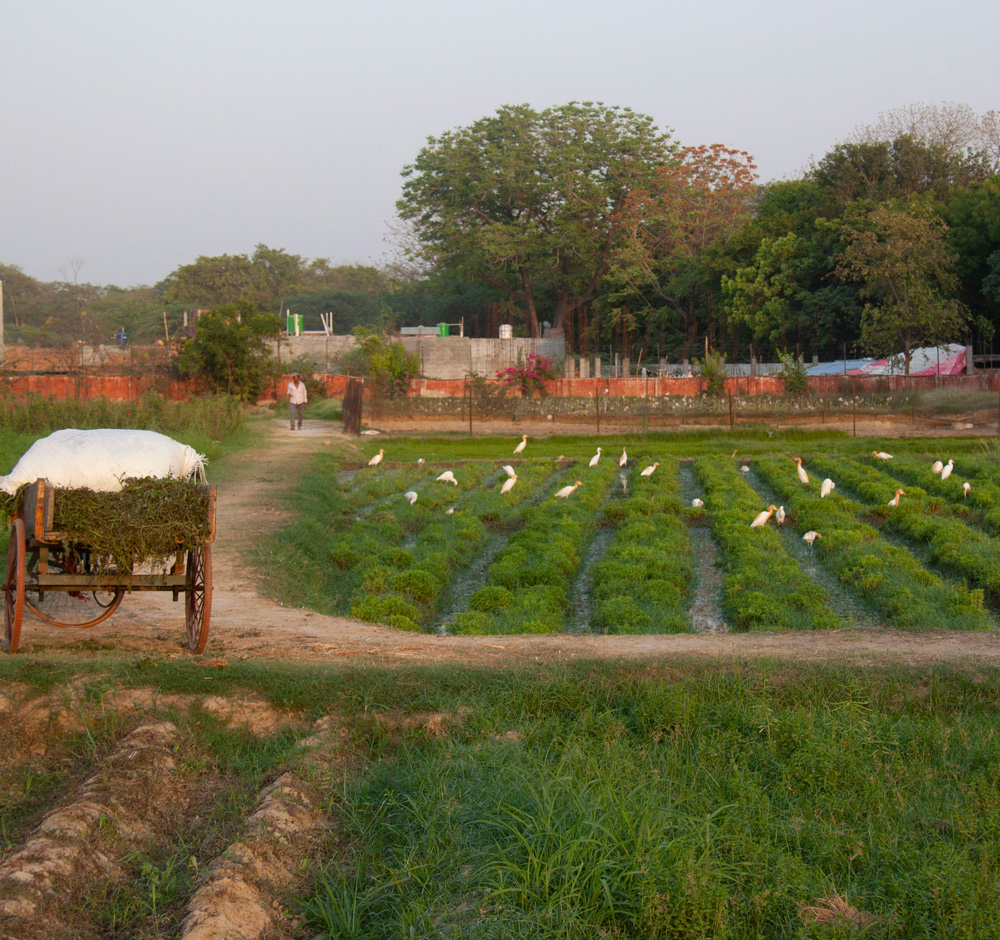 ORGANIC INDIA has proven that agriculture can restore and protect the natural environment.