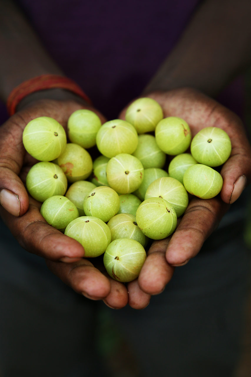 3 Ayurvedic Superfoods from India Organic India