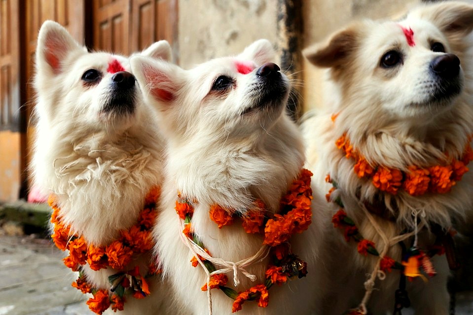 Three small brindle dogs with pointed ears, adorned with a bindi and necklace of flowers herbs for pets.