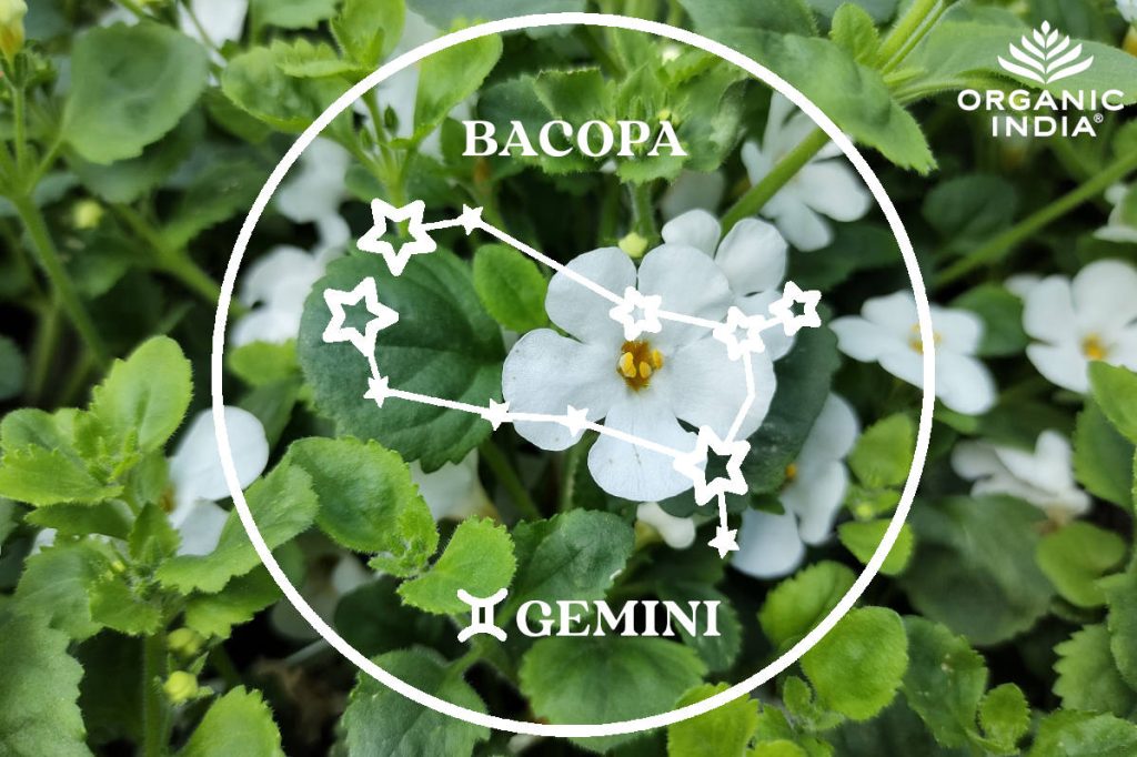 Bacopa for Gemini sign. 