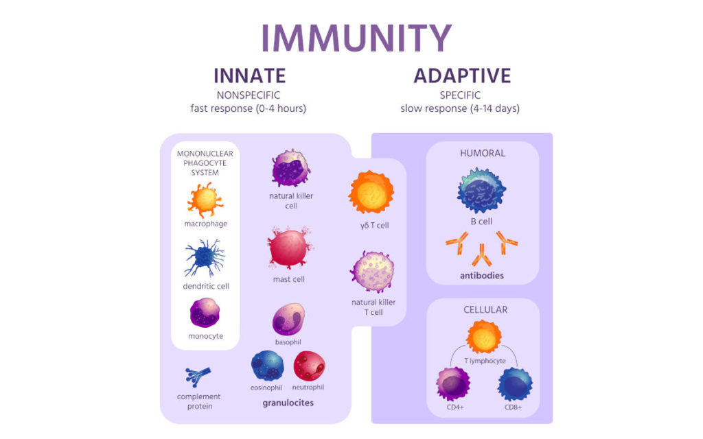 Infographic comparing innate immunity and adaptive immunity. 