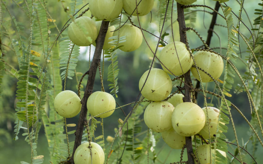 Amla, an ayurvedic fruit from a lush tree, growing in the wild. 