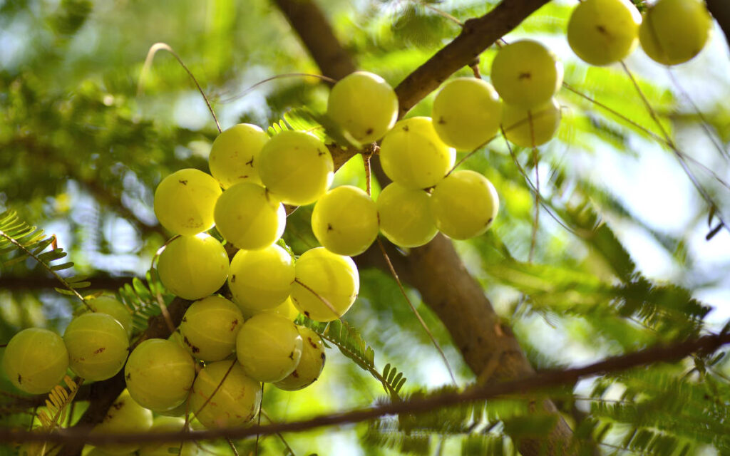 Beautiful ripe amla berries growing fresh on a tree in India