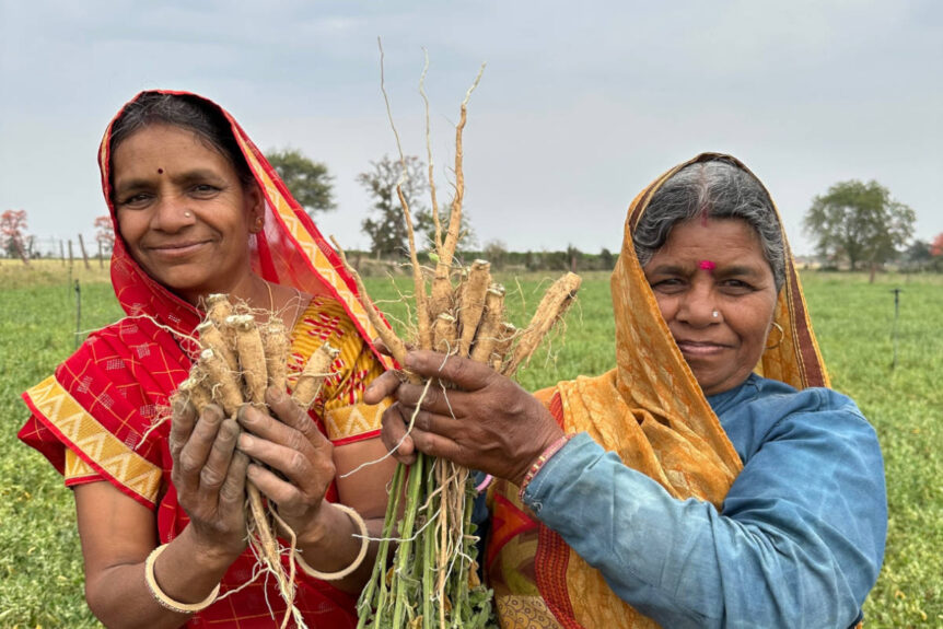 Two women holding freshly harvested ashwagandha on small organic farm in India, a root known for its benefits for women and men.