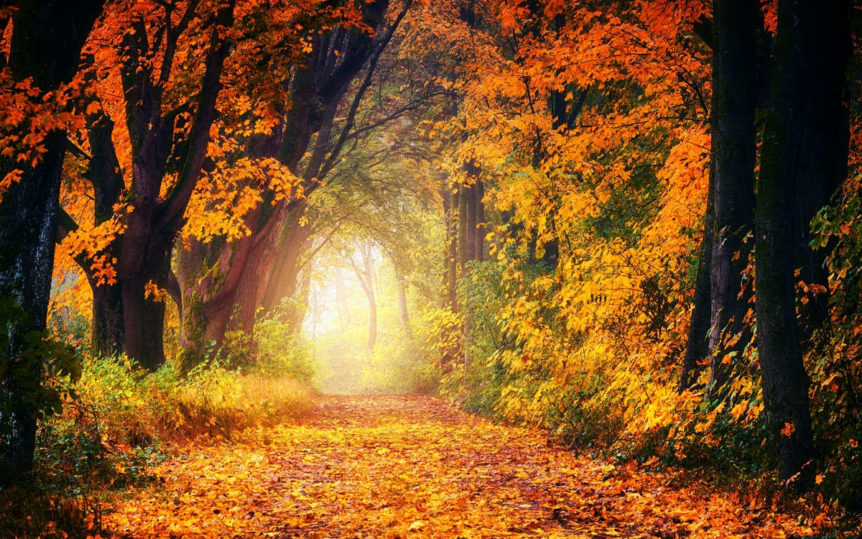 A beautiful orange and yellow littered trail with beautiful fall foliage uring vata season.