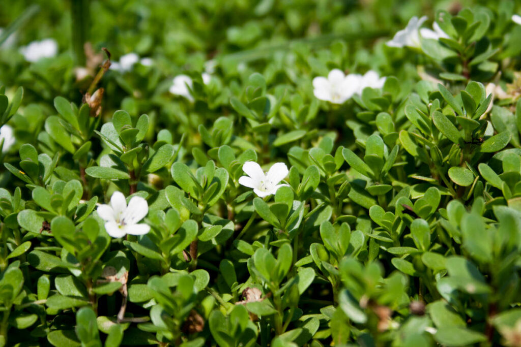 Bacopa benefits for brain organic plant growing on a regenerative farm.