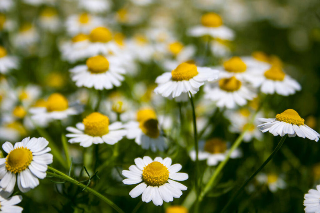 Wild chamomile in a beautiful and lush field bursting with natural benefits.