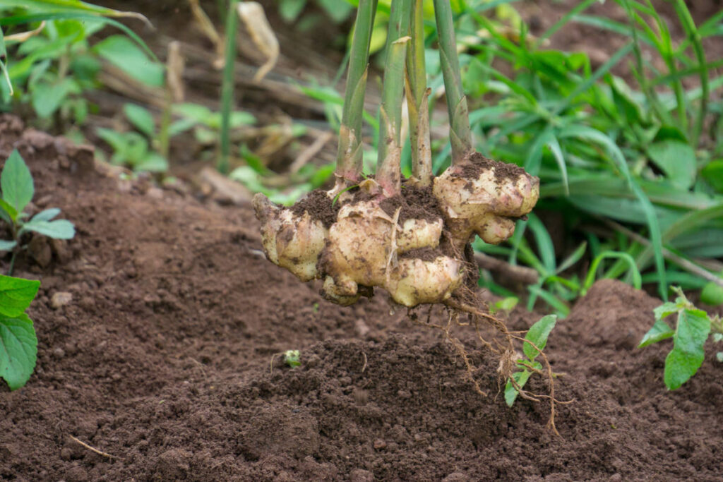 Fresh ginger root for women with green stems and leaves being pulled up from the dirt.