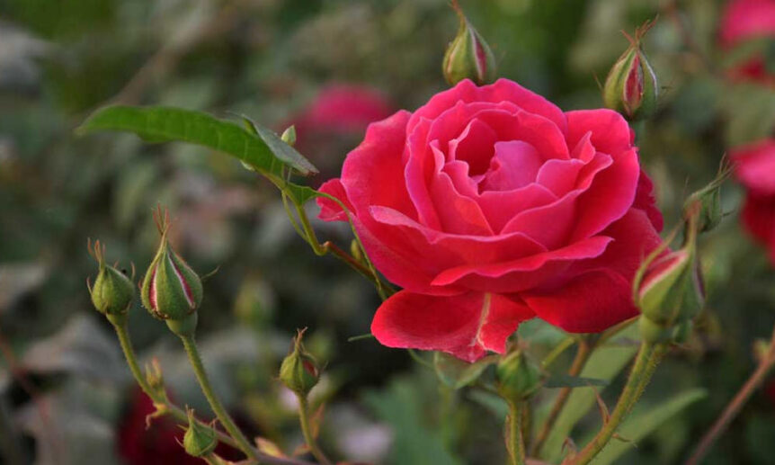 Beautiful wild rose in an organic garden.