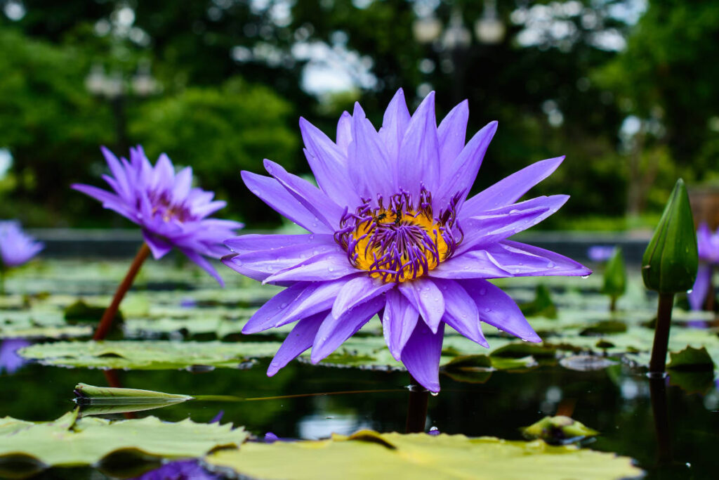 Beautiful Blue Lotus flower growing in the water beside lily pads.