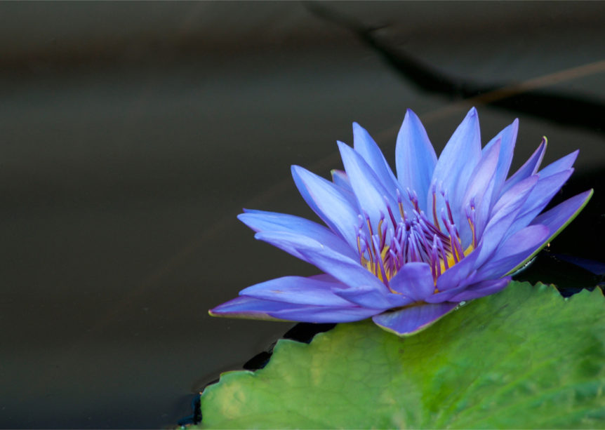 Blue Lotus plant on a green leaf in water.