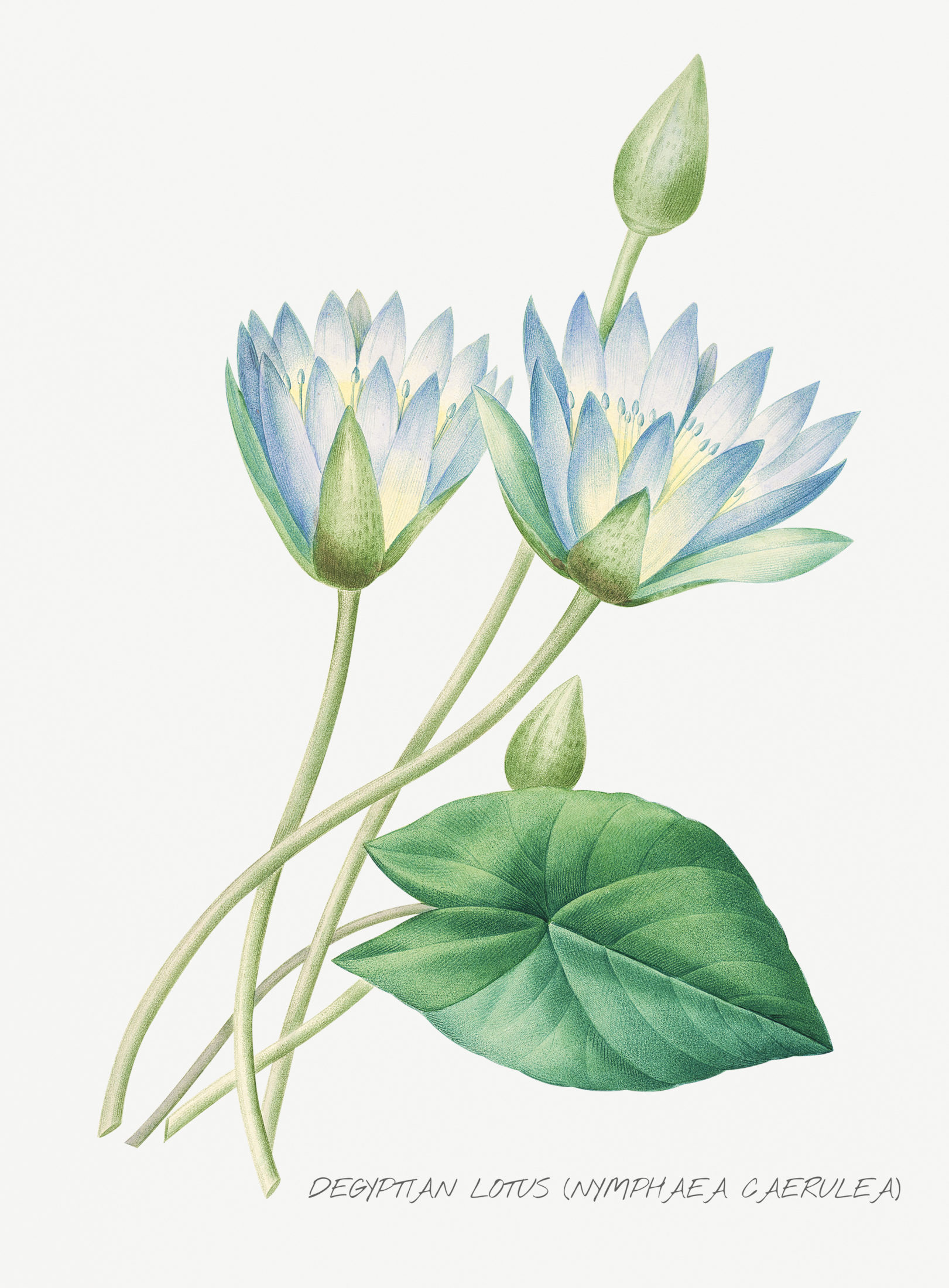 blue lotus botanical