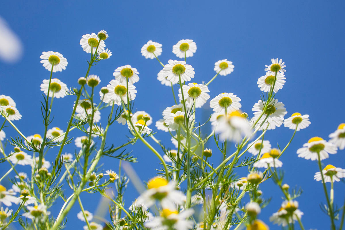 7 Surprising Benefits of Chamomile Tea Organic India