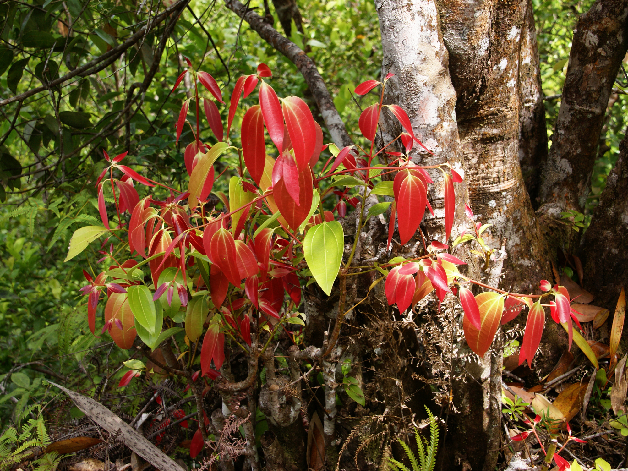 Ceylon cinnamon growing in the wild. 