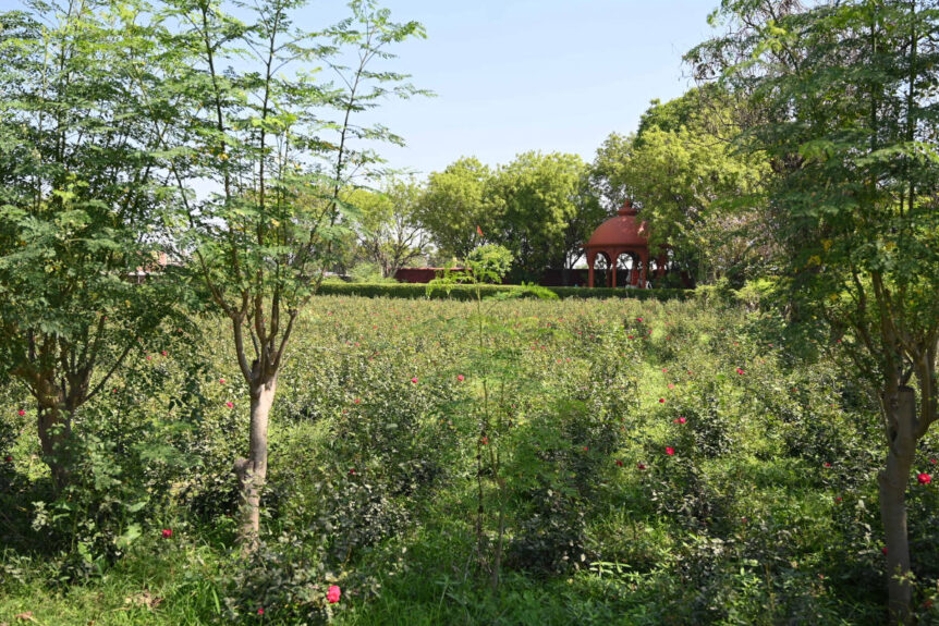 Climate week regenerative organic garden at Organic India's Brindavan Regenerative research and training center