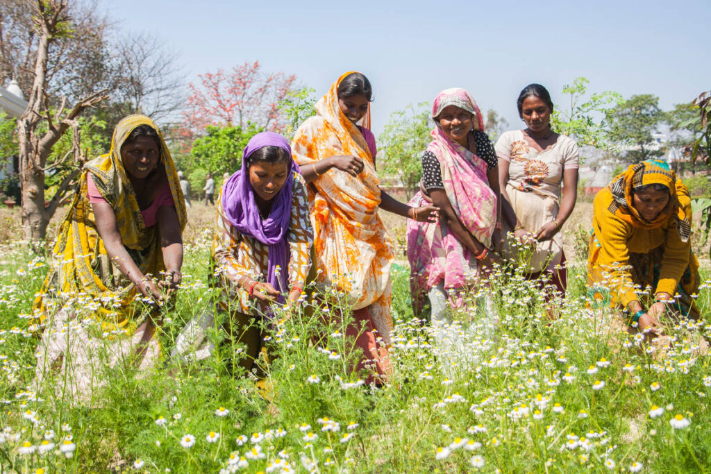 Women chamomile farmers farming on a lush wild and biodiverse regenerative farm in India.