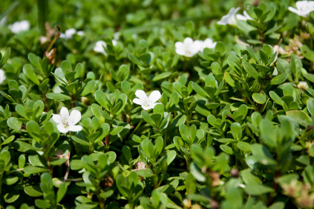 Gotu kola farm little green leaves and white little flowers growing healthfully