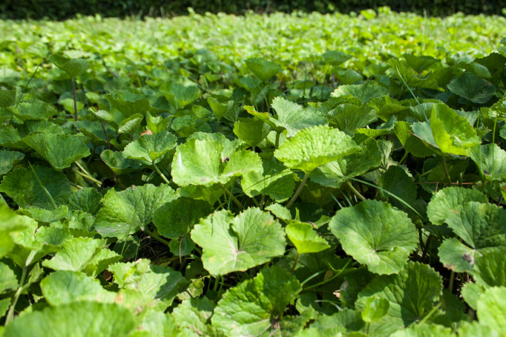 Gotu Kola benefits for brain function growing lushly on a regenerative organic farm.