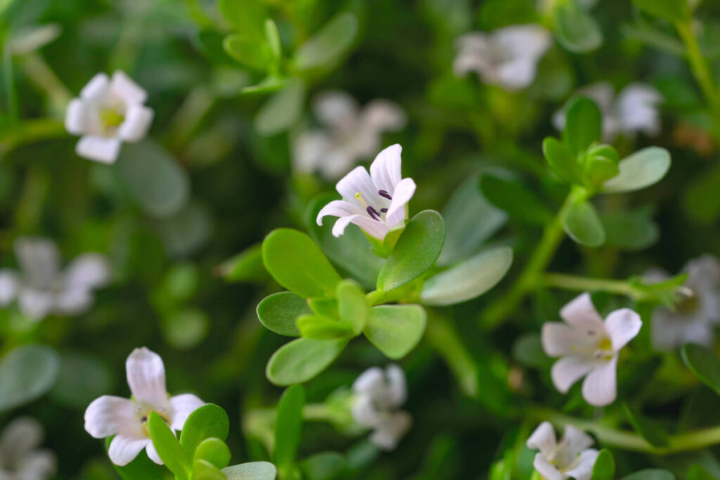 Bacopa plant little green leaves and white little flowers growing healthfully