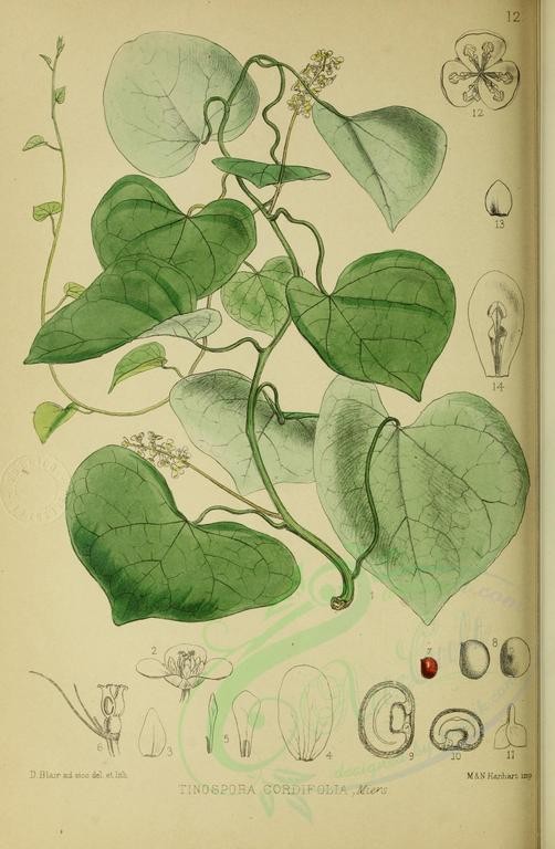 guduchi botanical