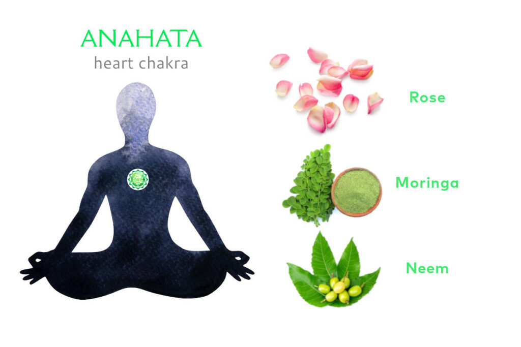 Meditating figure with heart chakra marked at chest, and herbs for heart chakra images including rose, moringa, and neem.