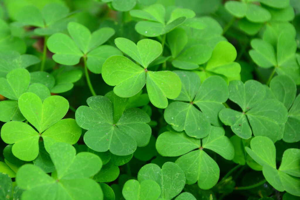 The famous four leaf clover for luck.
