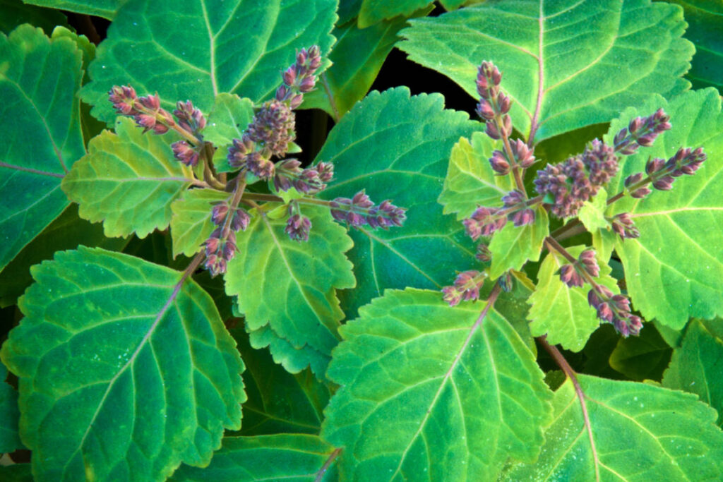 Patchouli leaves for good luck growing healthfully in a field.
