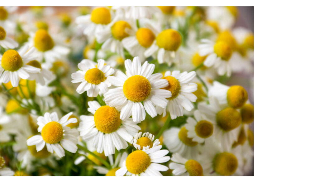 Chamomile white and yellow flowers growing abundantly in nature.