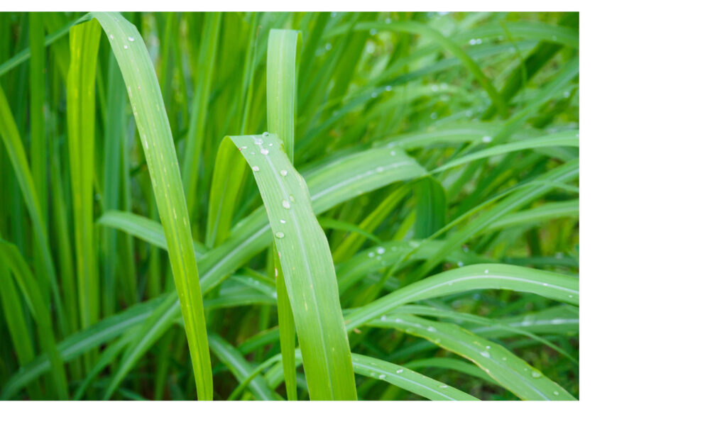 Long green whispy leaves of lemongrass growing abundantly in nature. 