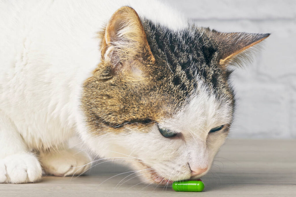 Cat with neem capsule, one of the best supplemental herbs for pets.