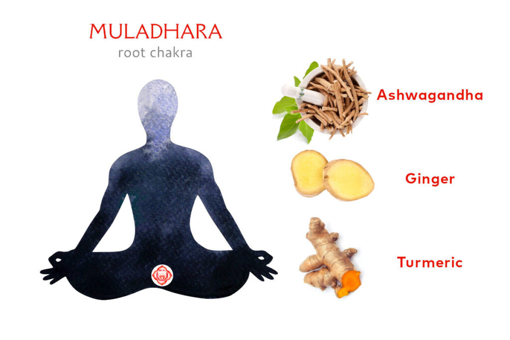 Meditating figure with root chakra marked at base of spine, and herbs for root chakra images including ashwagandha, ginger and turmeric.