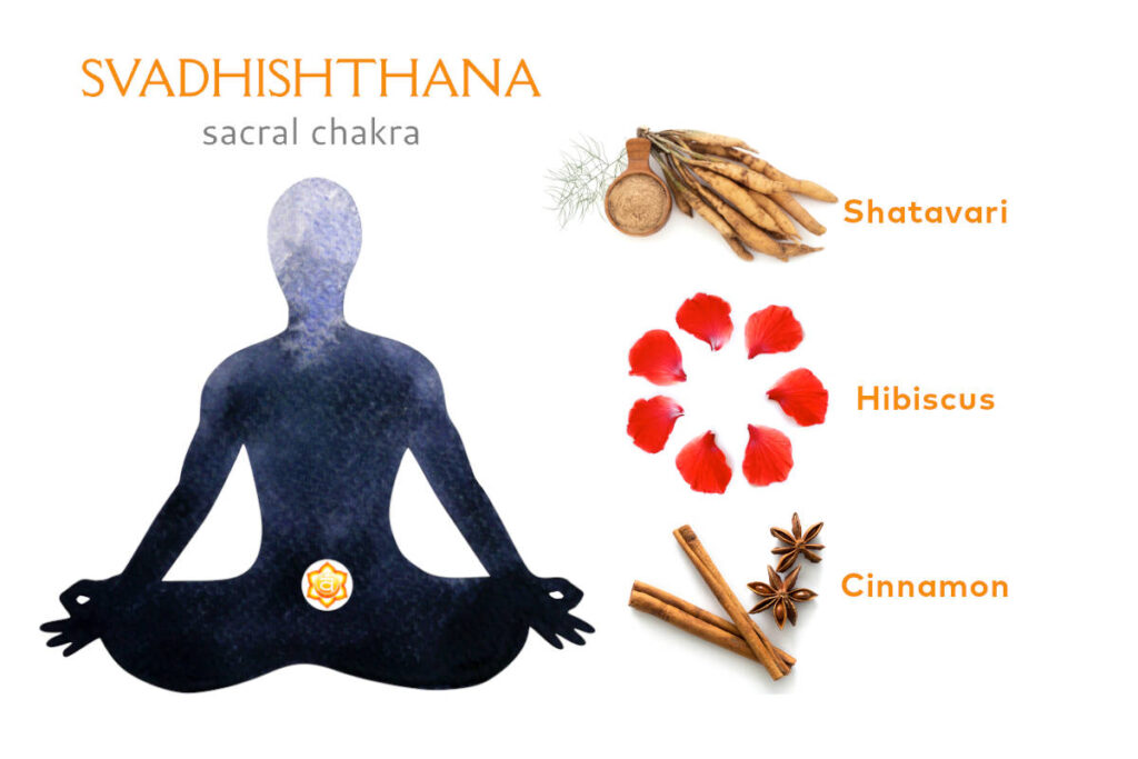 Meditating figure with sacral chakra marked at lower abdomen, and herbs for sacral chakra images including shatavari, hibiscus and cinnamon.