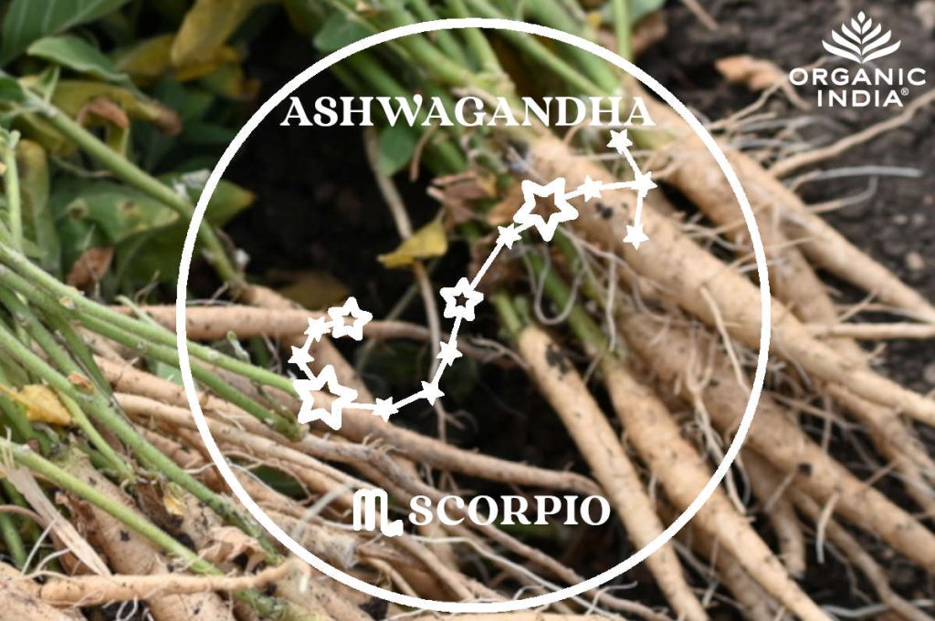 Ashwagandha root for Scorpio zodiac