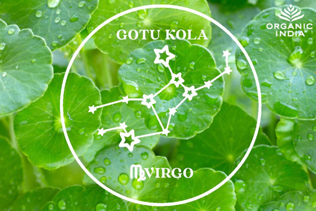 Gotu kola herb for Virgo zodiac sign. 