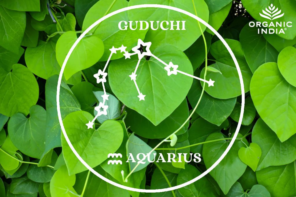 Herbs for the zodiac Guduchi leaves for Aquarius. 