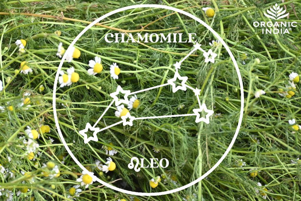 Chamomile flowers for Leo sign.