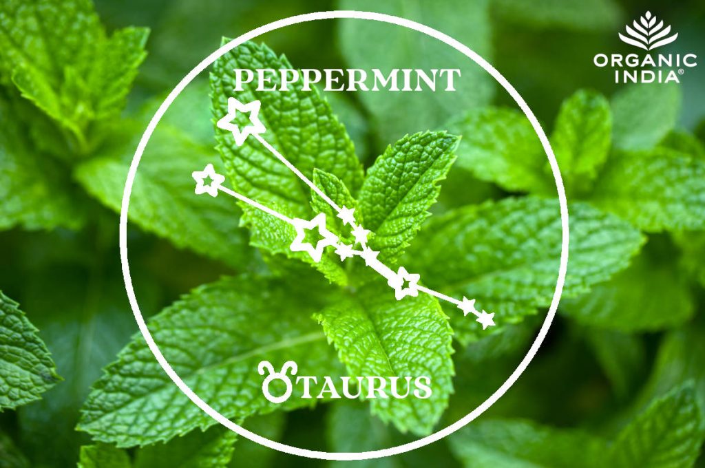 Herbs for the zodiac with peppermint for Taurus sign.