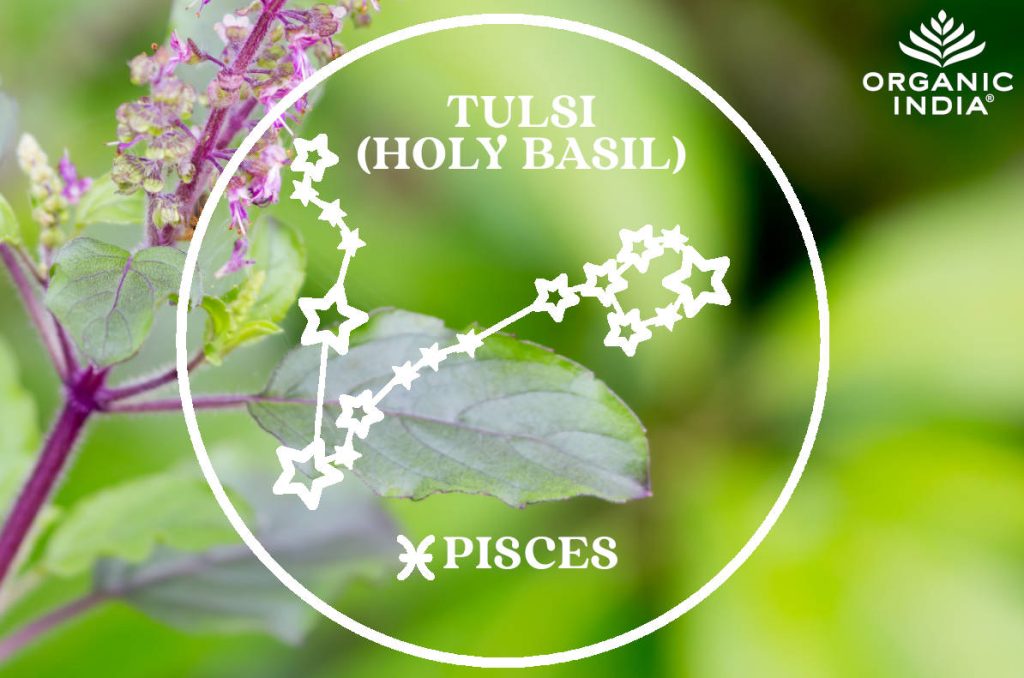 Tulsi (Holy Basil) Herb for Pisces