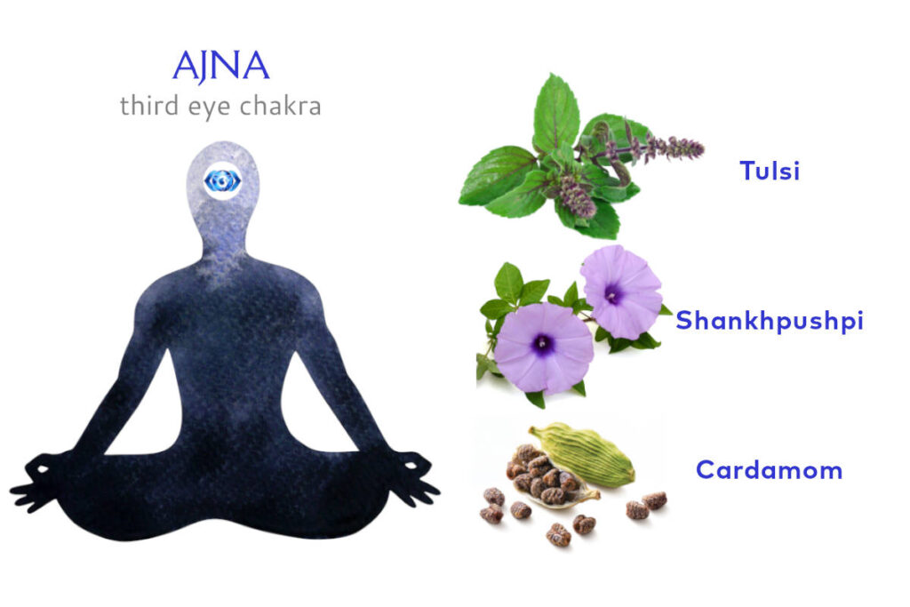 Meditating figure with third eye chakra marked between the eyebrows, and herbs for third eye chakra images including tulsi, shankhpushpi and cardamom.