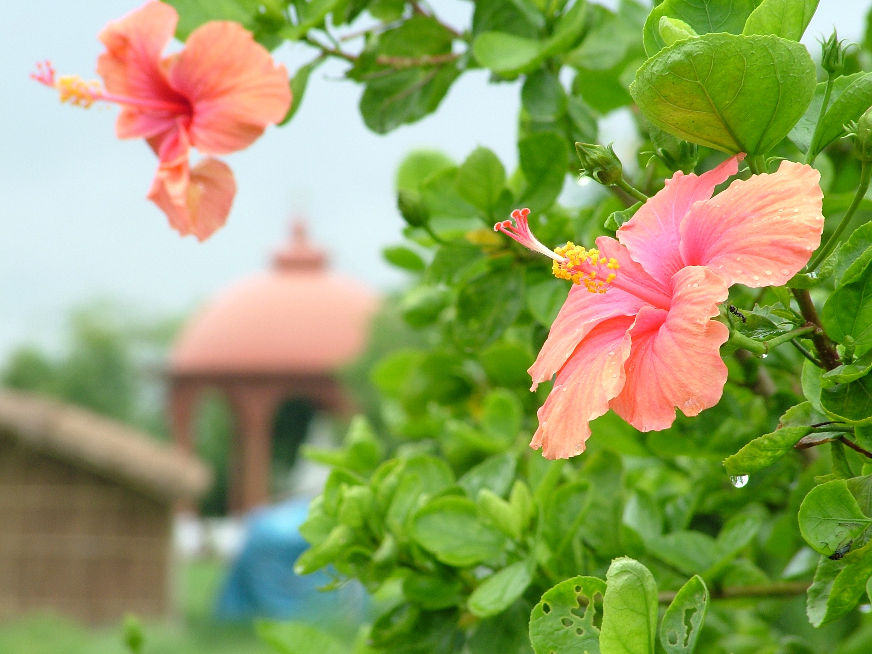 Hibiscus_peach_color_flower_01