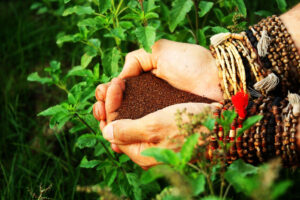 Cupped palms full of Tulsi seeds teaching how to grow tulsi.