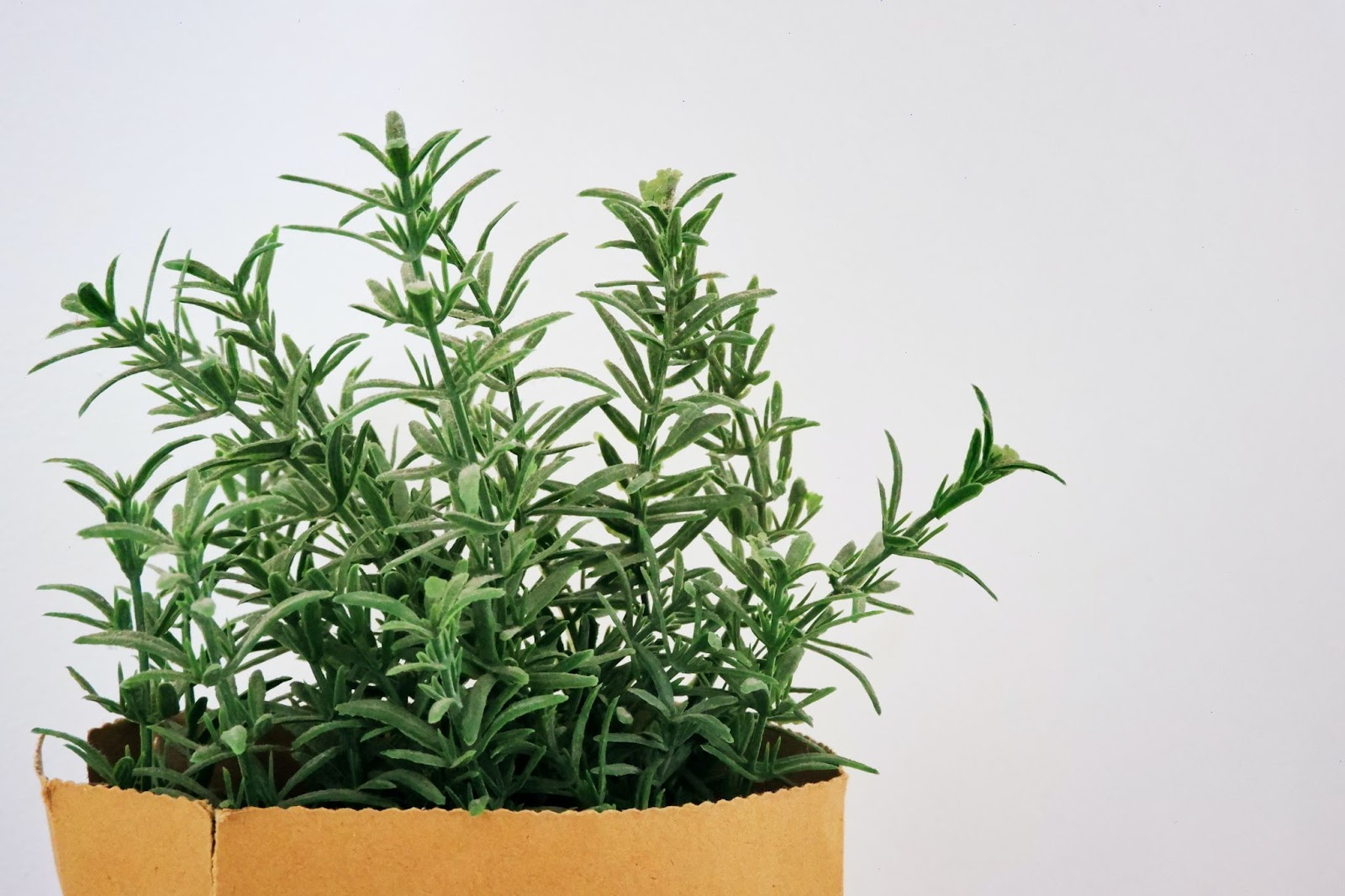 Fresh rosemary for lung health growing healthfully in a paper herb pot. 