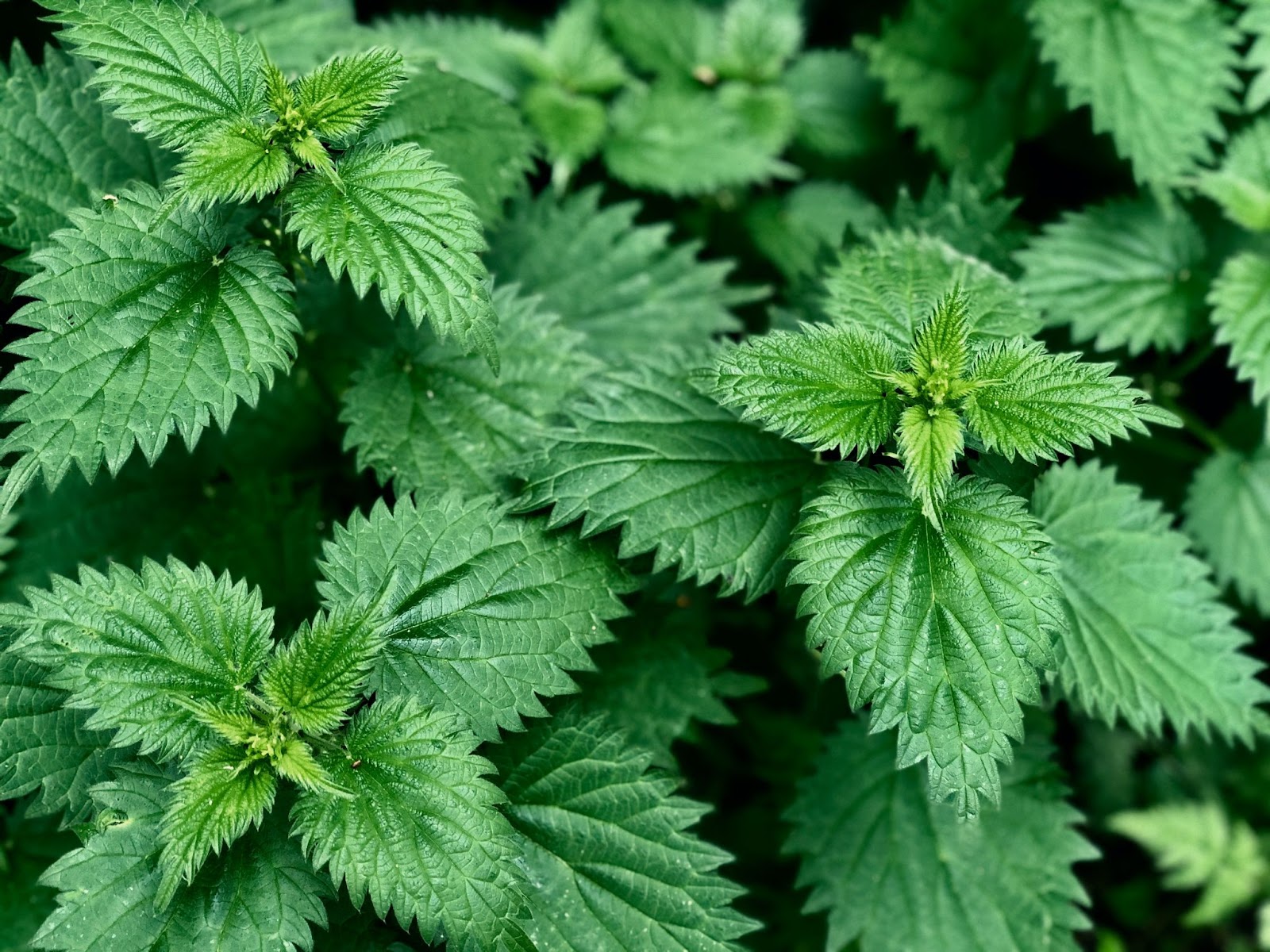 Pointy deep green leaves of stinging nettle for lungs growing wild.