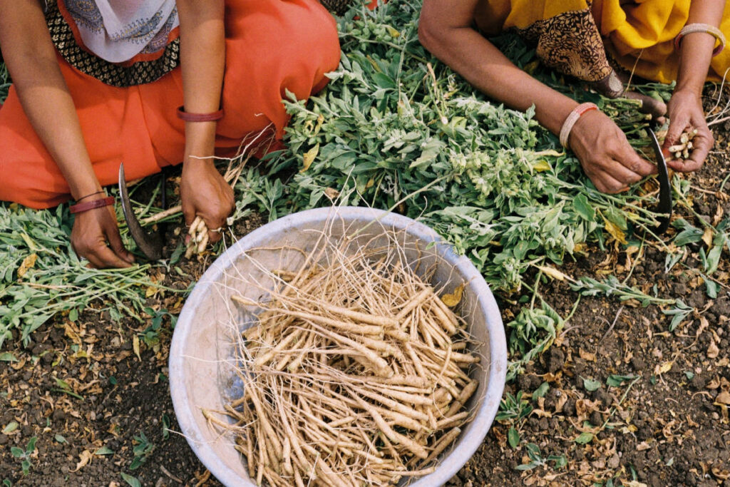 Women harvesting organic ashwagandha and removing leaves from the root