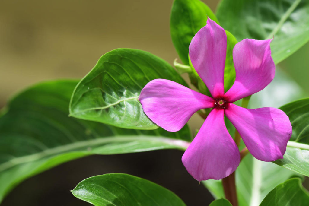 Madagascar Periwinkle flower growing healthfully nearby greenery.