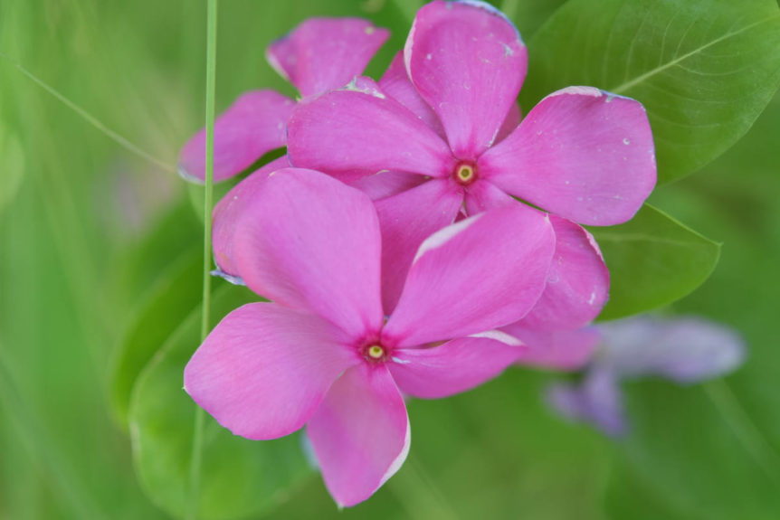 Pink Madagascar periwinkle plant growing in the wild.